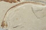 Cretaceous Eel (Enchelion) and Fish (Primigatus) - Lebanon #200637-1